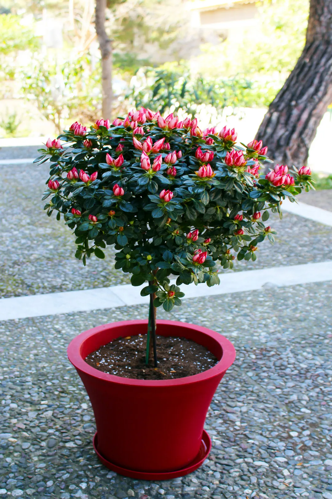 floraison.gr-katigoria-eksoterikou-xorou