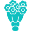 floraison-megethos-polyteles