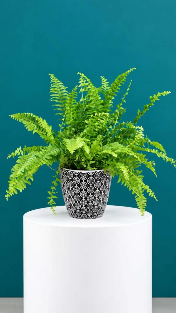 Floraison_fteri_se_geometriko_pot_a