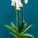 Floraison_orxidea_phalainopsis_leuki_se_kaspo_a