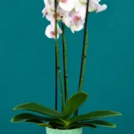 Floraison_orxidea_phalainopsis_leuko_lila_tiger_se_kaspo_a