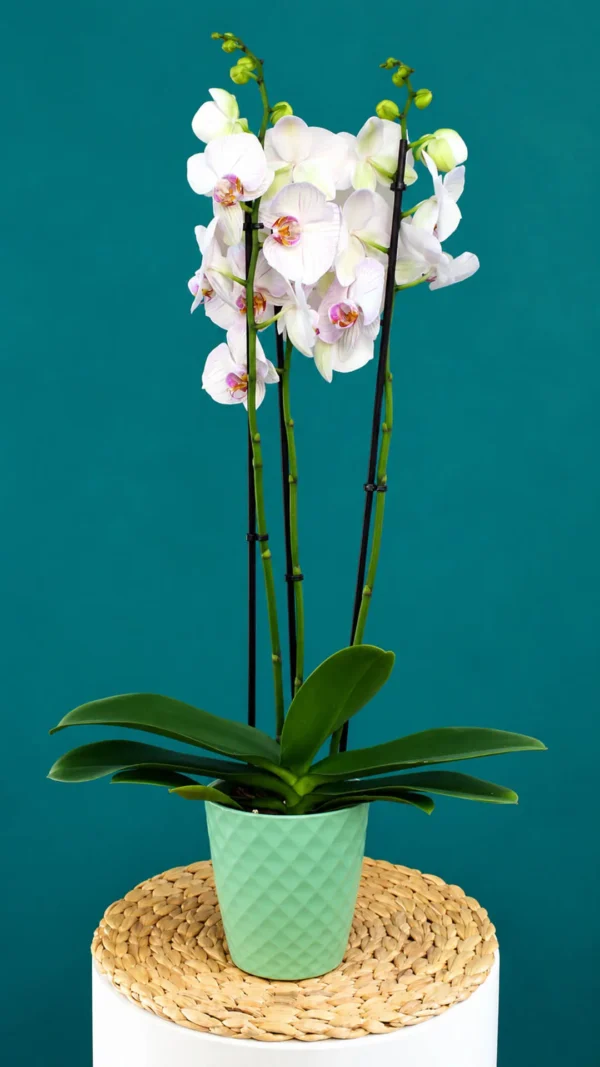 Floraison_orxidea_phalainopsis_leuko_lila_tiger_se_kaspo_a