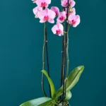 Floraison_orxidea_phalainopsis_lila_se_kaspo_a