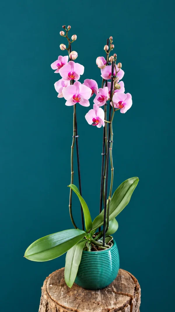 Floraison_orxidea_phalainopsis_lila_se_kaspo_a