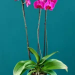 Floraison_orxidea_phalainopsis_mov_se_kaspo_a