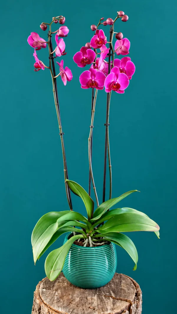 Floraison_orxidea_phalainopsis_mov_se_kaspo_a