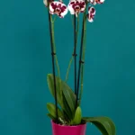 Floraison_orxidea_phalainopsis_pitsiloti_se_kaspo_a