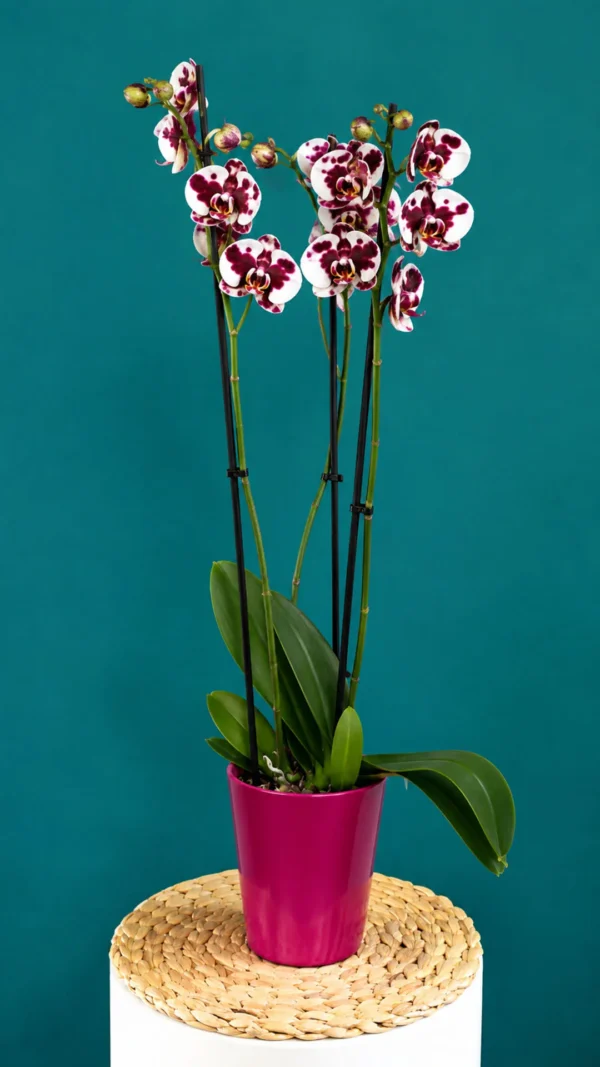 Floraison_orxidea_phalainopsis_pitsiloti_se_kaspo_a