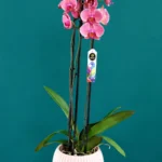 Floraison_orxidea_phalainopsis_sapio_milo_se_roz_kaspo_a