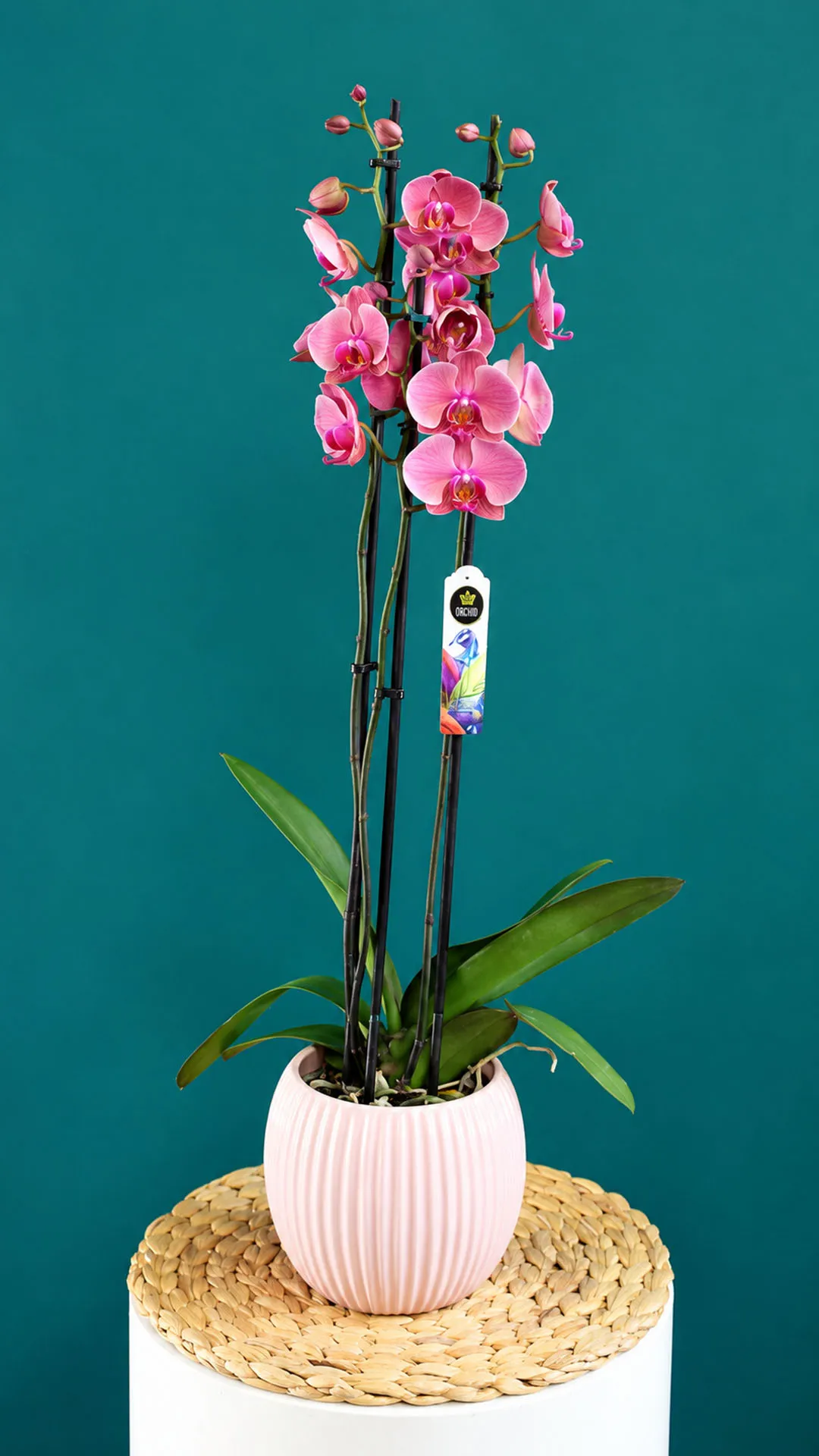 Floraison_orxidea_phalainopsis_sapio_milo_se_roz_kaspo_a