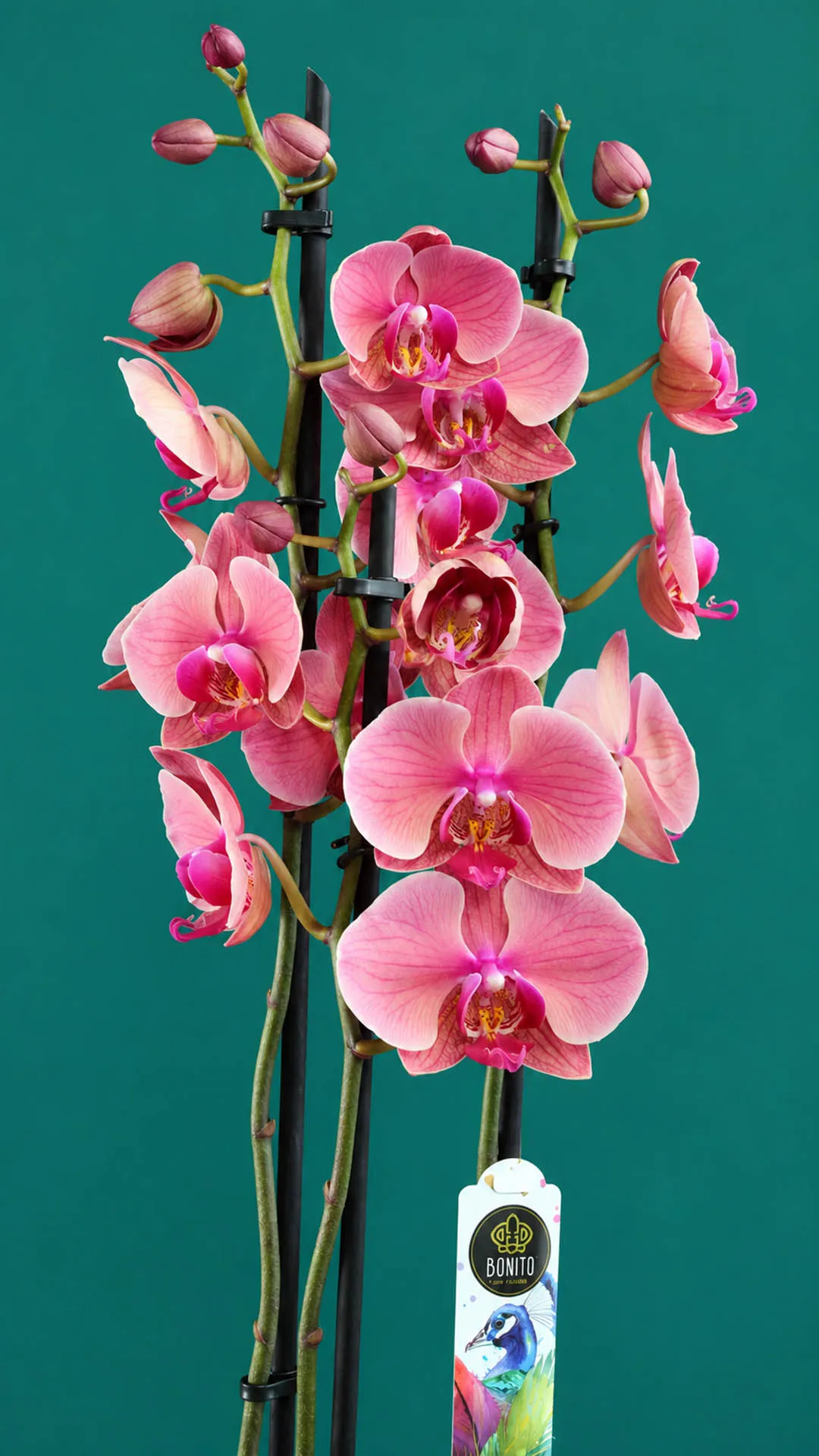Floraison_orxidea_phalainopsis_sapio_milo_se_roz_kaspo_b