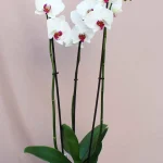 falainopsis_red_lips_a