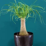 floraison_bokarnea_roto_new_a