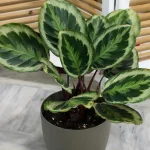 floraison_calathea_medallion_a