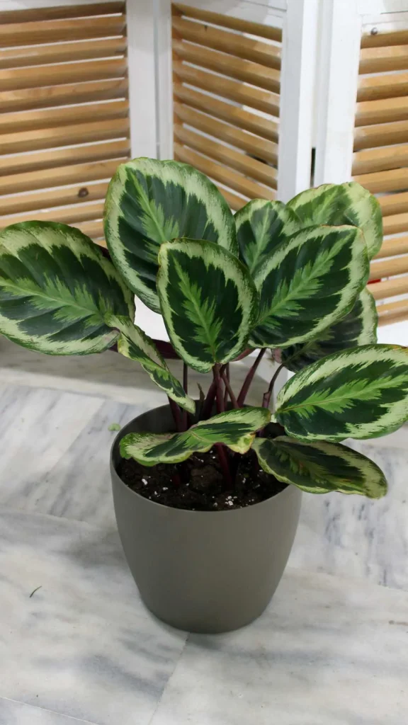 floraison_calathea_medallion_a