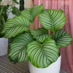floraison_calathea_orbifolia_a