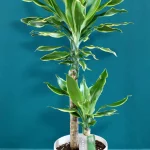 floraison_dracaena_fragrans_golden_coast_d