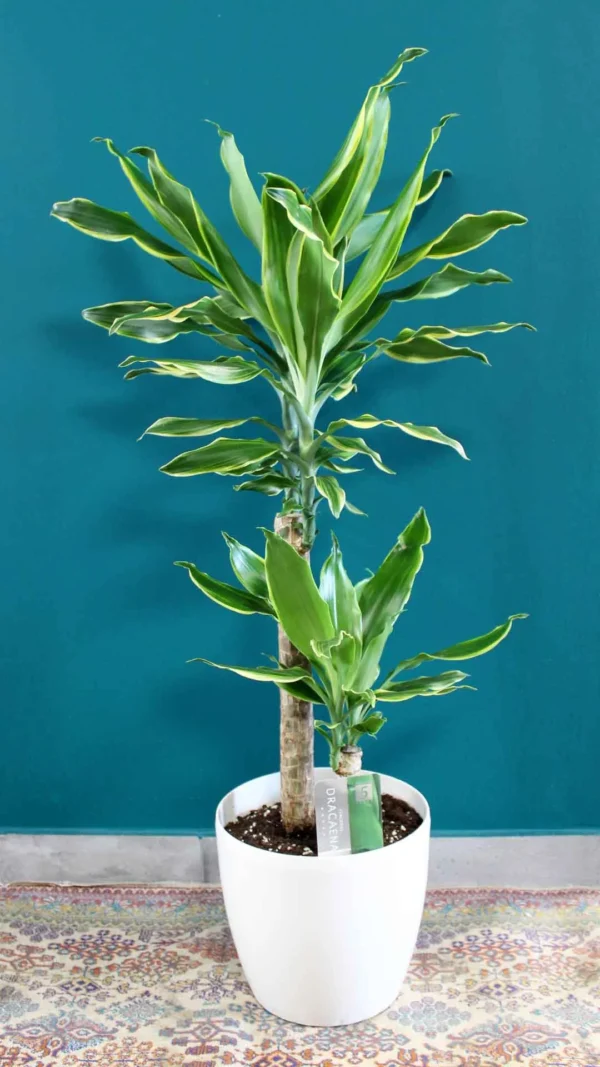 floraison_dracaena_fragrans_golden_coast_d