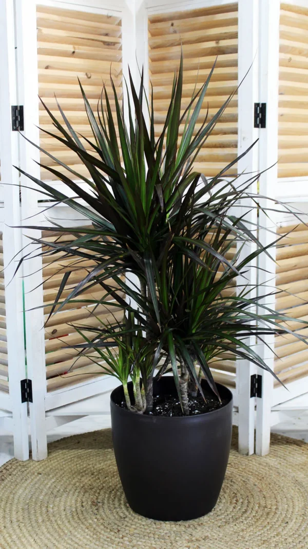 floraison_dracaena_martzinata_a