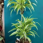 floraison_drakaina_lemon_roto_a