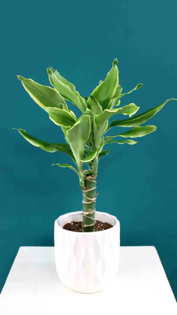 floraison_drakaina_mikri_a