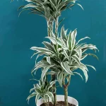 floraison_drakaina_white_jewel_a