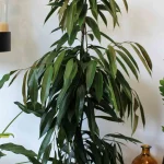 floraison_fikos_amstel_a
