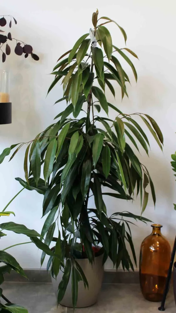 floraison_fikos_amstel_a