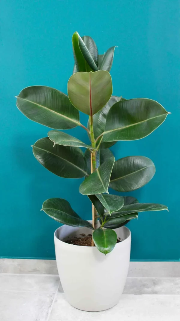 floraison_fikos_elastica_a