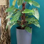 floraison_fillodentro_se_cilindro_a