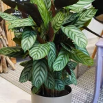 floraison_kalathea_ktenanthi_a
