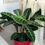 floraison_kalathea_roseopicta_a