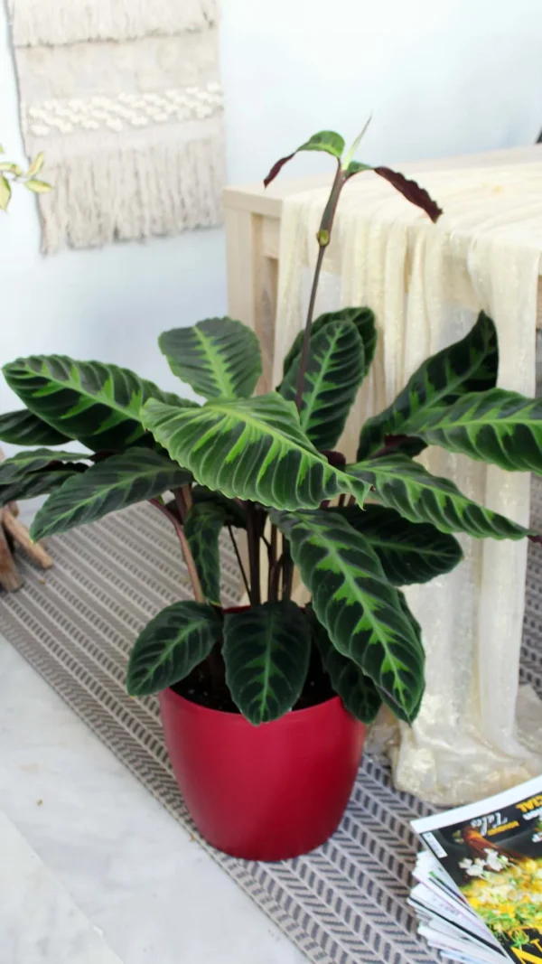 floraison_kalathea_roseopicta_a