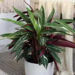 floraison_kalathea_triostar_a