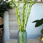 floraison_lucky_bamboo_1m_a