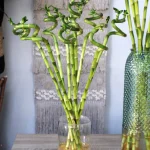 floraison_lucky_bamboo_60cm_a