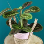 floraison_maranta_se_kalathi_a