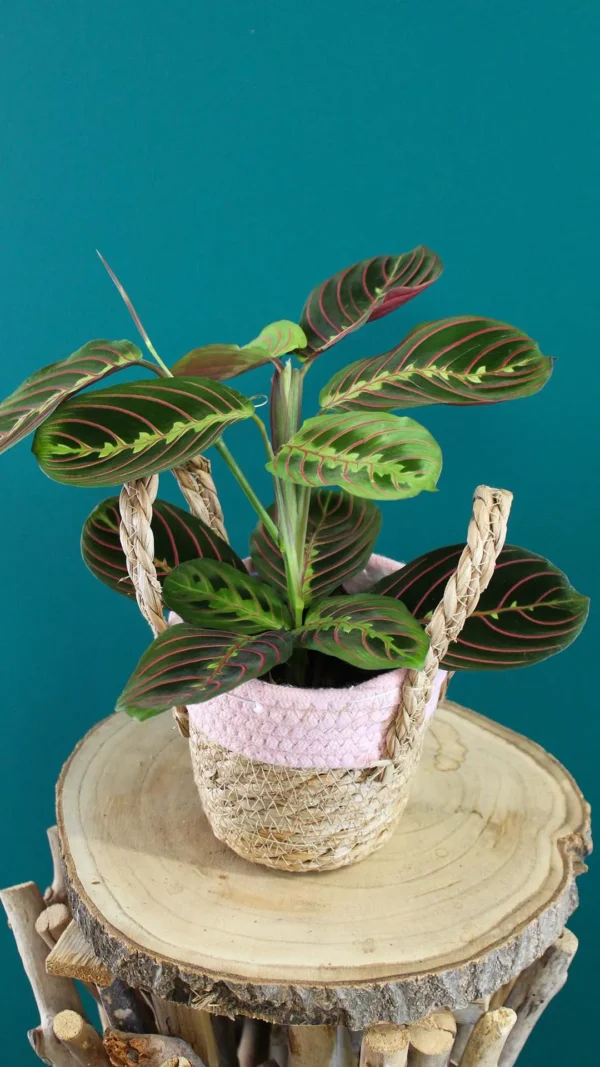floraison_maranta_se_kalathi_a