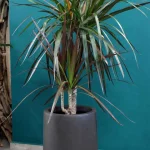 floraison_martzinata_se_fiber_pot_a