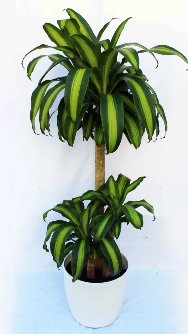 floraison_massangeana_large_a