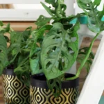 floraison_monstera_monkey_mask_mauro_a