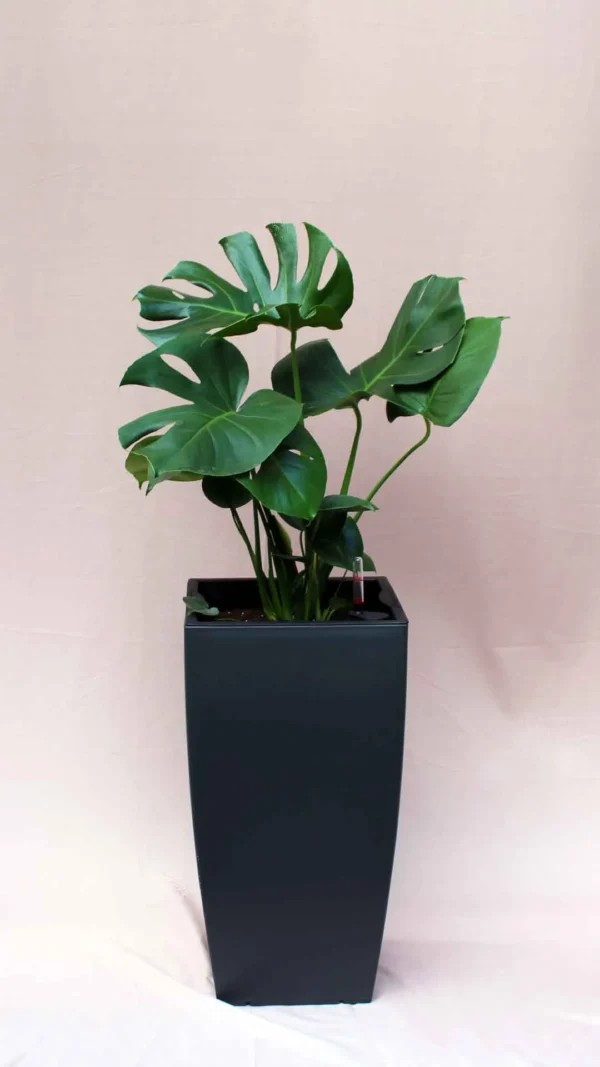 floraison_monstera_se_tetra_a