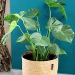 floraison_monstera_se_trend_cover_cork_a