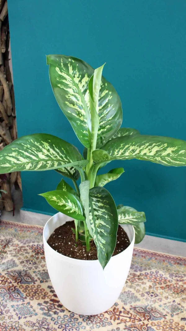 floraison_ntifenmpaxia_se_roto_a