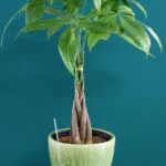 floraison_paxira_se_keramiko_prasino_a