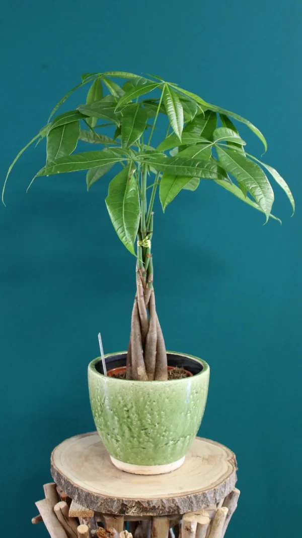 floraison_paxira_se_keramiko_prasino_a