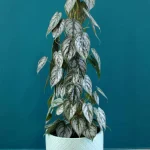 floraison_philodendron_se_keramiko_a