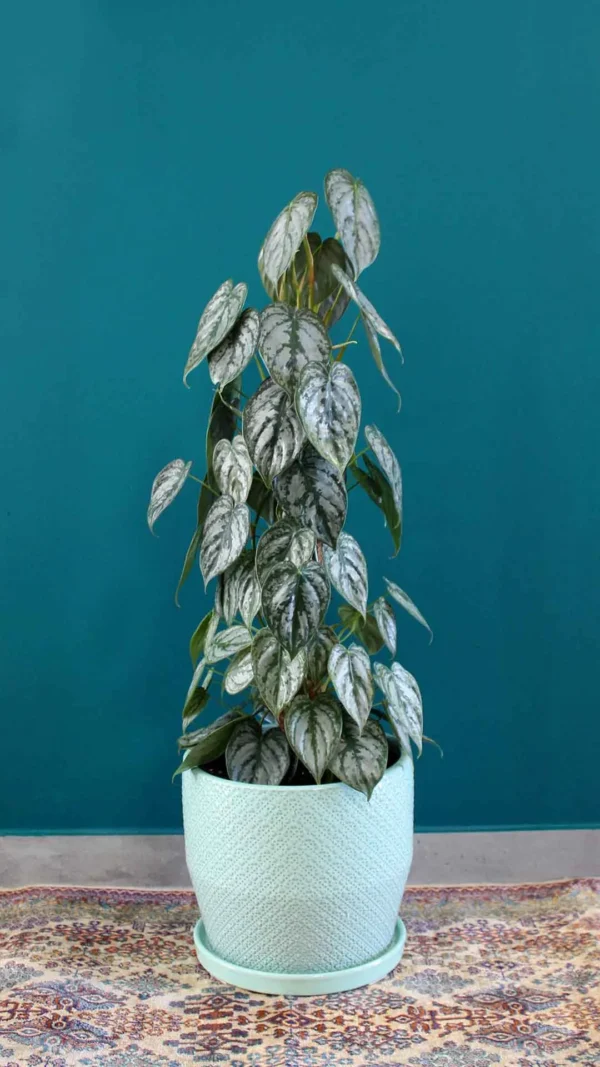 floraison_philodendron_se_keramiko_a