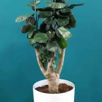 floraison_polysia_a