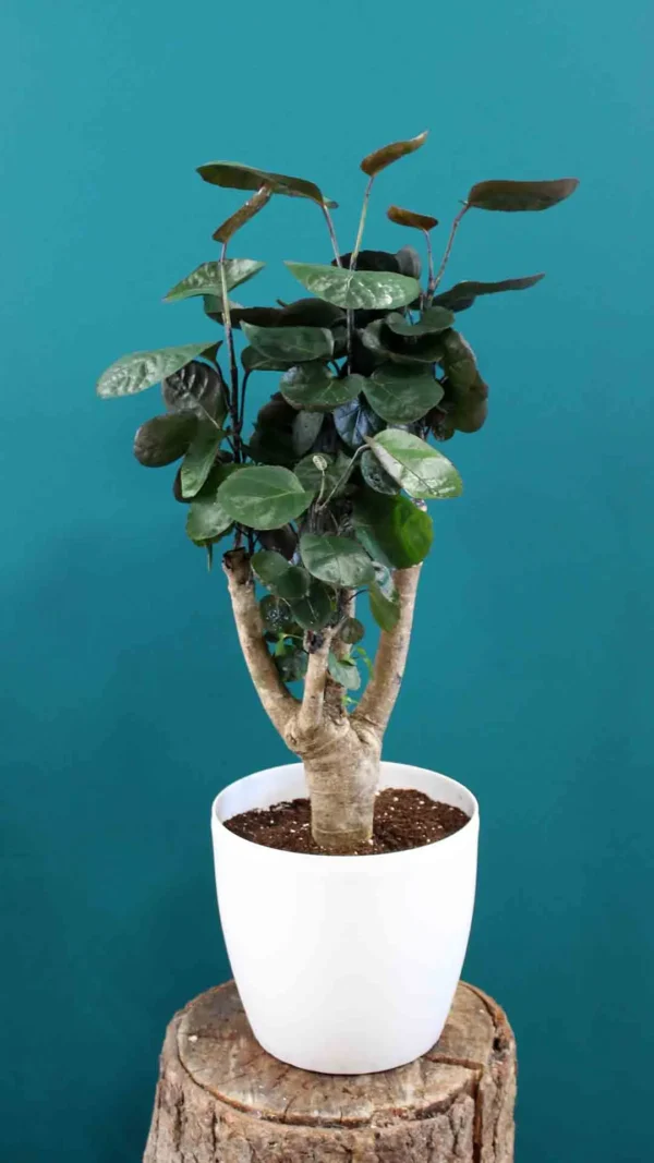 floraison_polysia_a
